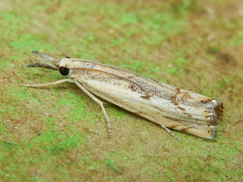 Agriphila...?